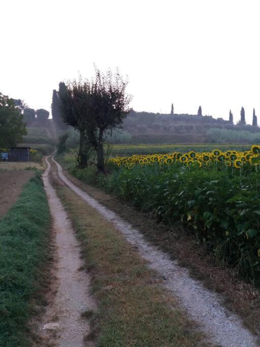 Podere Gian Battaglia Fucecchio Kültér fotó